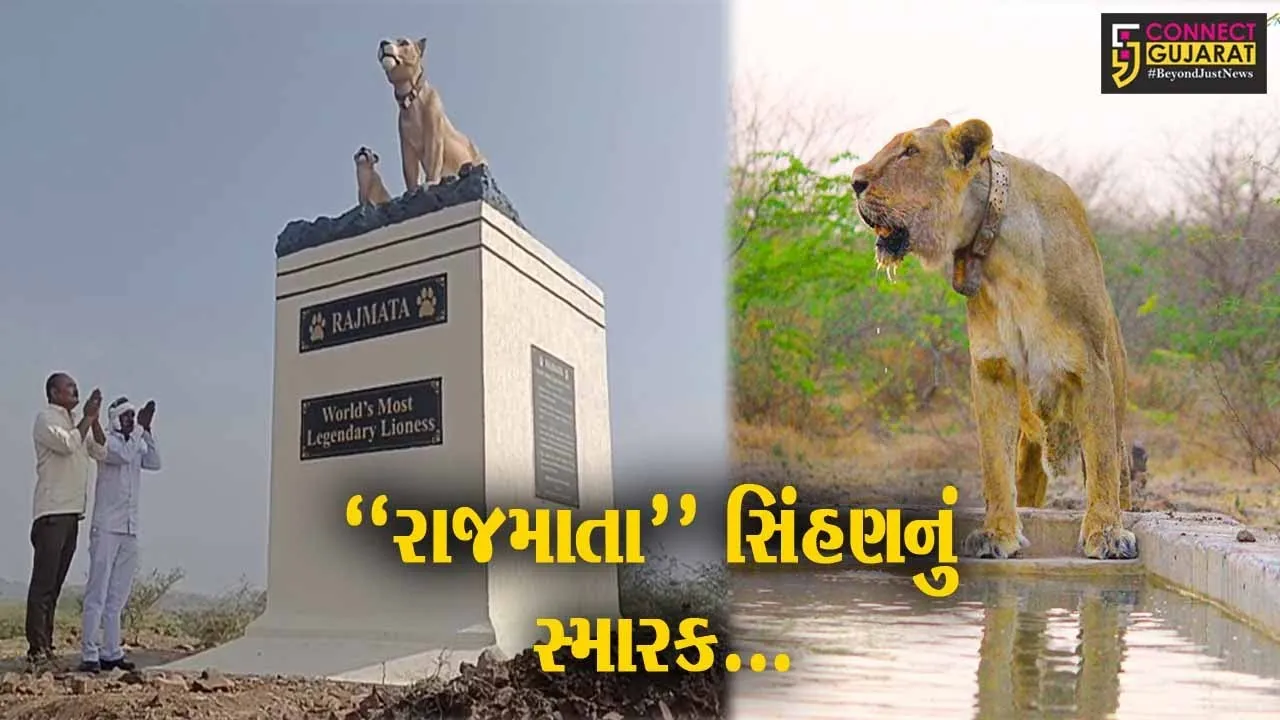 સિંહોના સામ્રાજ્યમાં આગવી ઓળખ ઉભી કરનાર “રાજમાતા” સિંહણનું અમરેલીના સિંહપ્રેમીઓએ સ્મારક સ્થાપિત કર્યું...