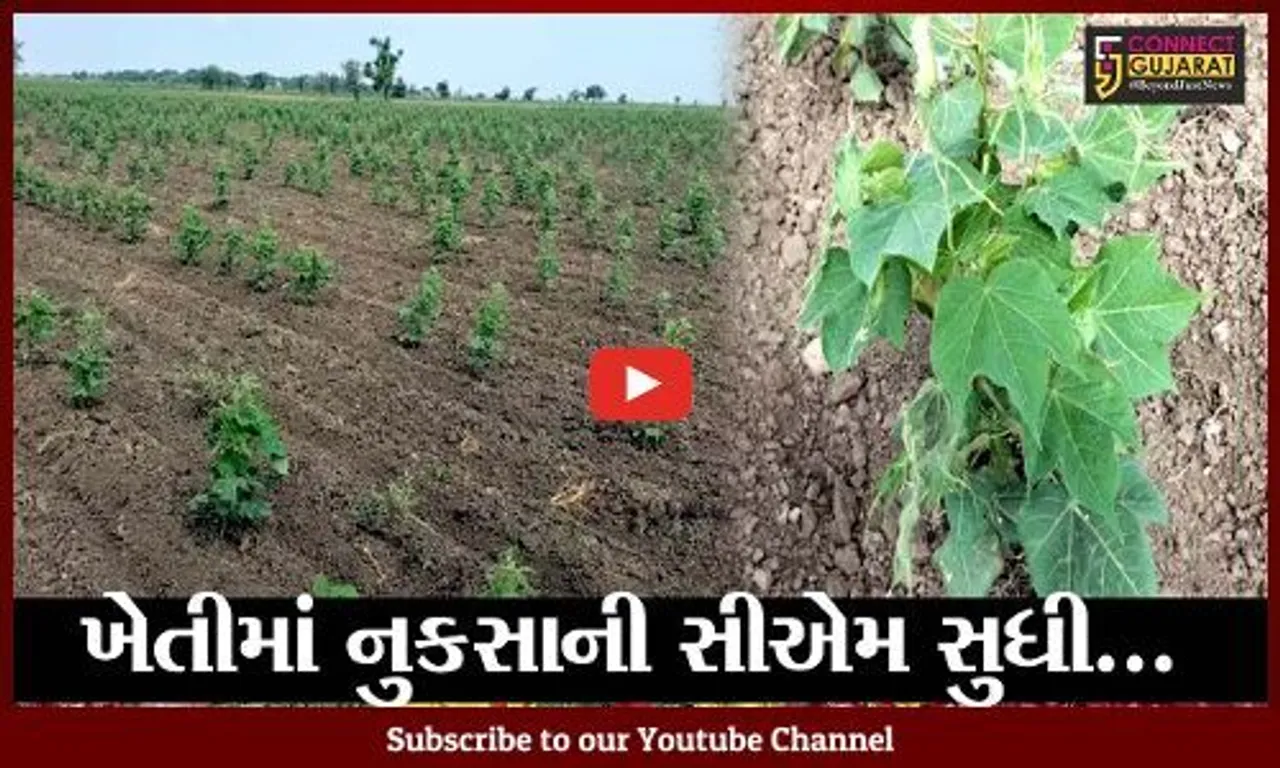 ભરૂચ : જંબુસર ધારાસભ્ય આવ્યા ખેડૂતોની વ્હારે; ખેતીમાં થયેલ નુકસાની અંગે સી.એમ.ને કરી રજૂઆત