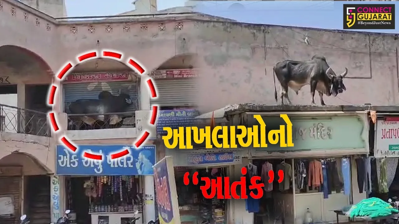 ધાબે ચઢ્યો આખલો..! : પાટણ-રાધનપુરમાં આખલાની અડફેટે મહિલાને ઇજા, ધાબે ચઢેલા આખલાને લોકોએ માંડ માંડ નીચે ઉતાર્યો...