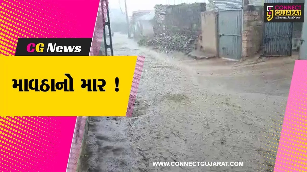 અમરેલી: ધોધમાર વરસાદ વરસતા ખેડૂતોના ઉભા પાકને વ્યાપક નુકશાન,5 મે સુધી વરસાદની આગાહી