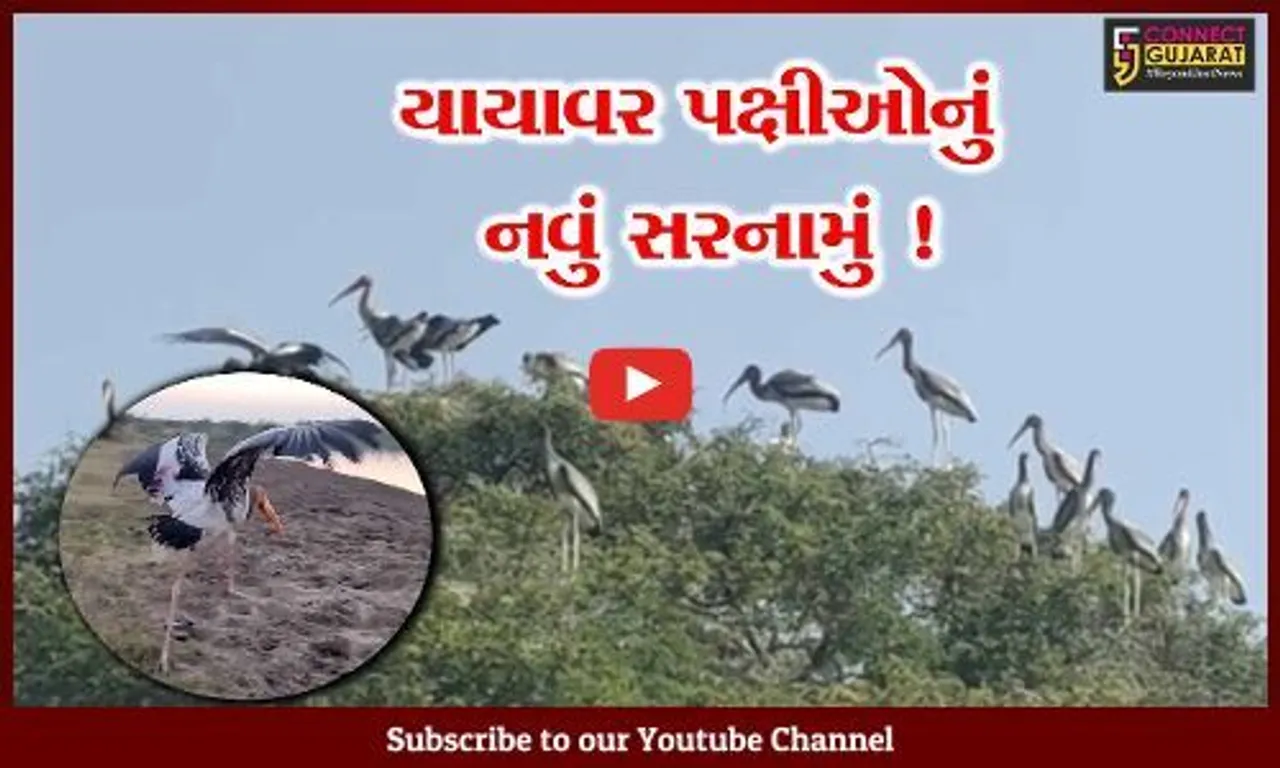 ભરૂચ: શિયાળાની ફુલ ગુલાબી ઠંડીમાં વિદેશી પક્ષીઓ આ જગ્યાના બન્યા મહેમાન, જુઓ નયનરમ્ય દ્રશ્યો