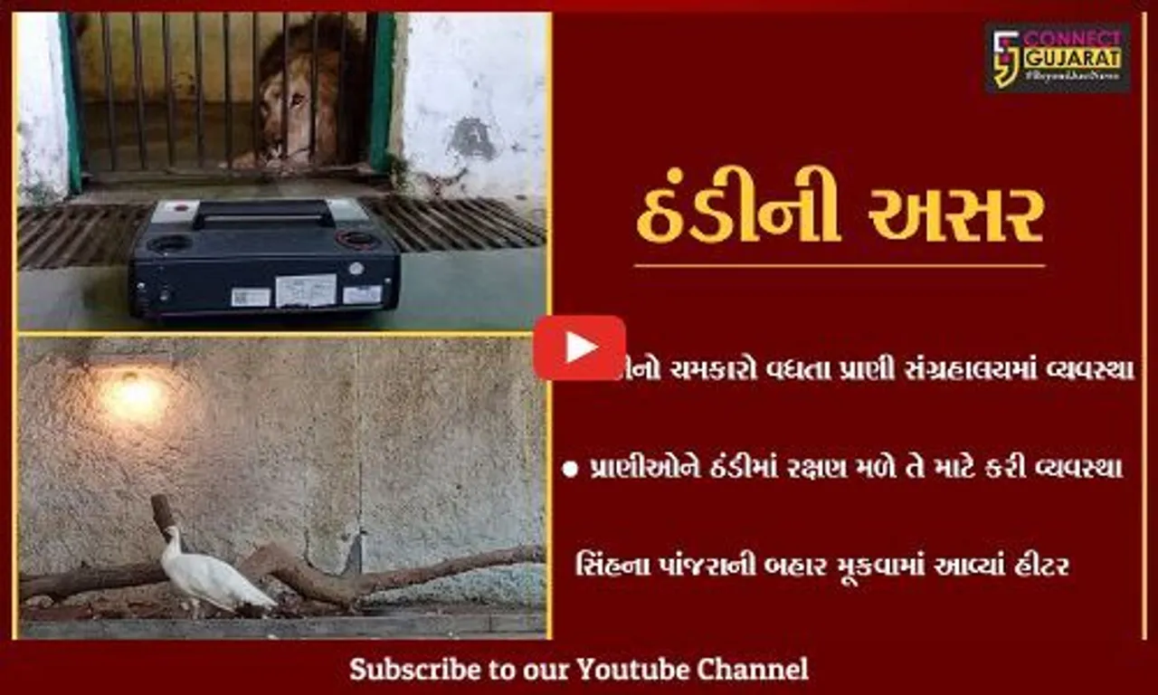 સુરત: તાપમાનનો પારો ગગડતા પ્રાણી સંગ્રહાલયમાં વન્ય જીવો માટે હીટરની કરાઈ વ્યવસ્થા