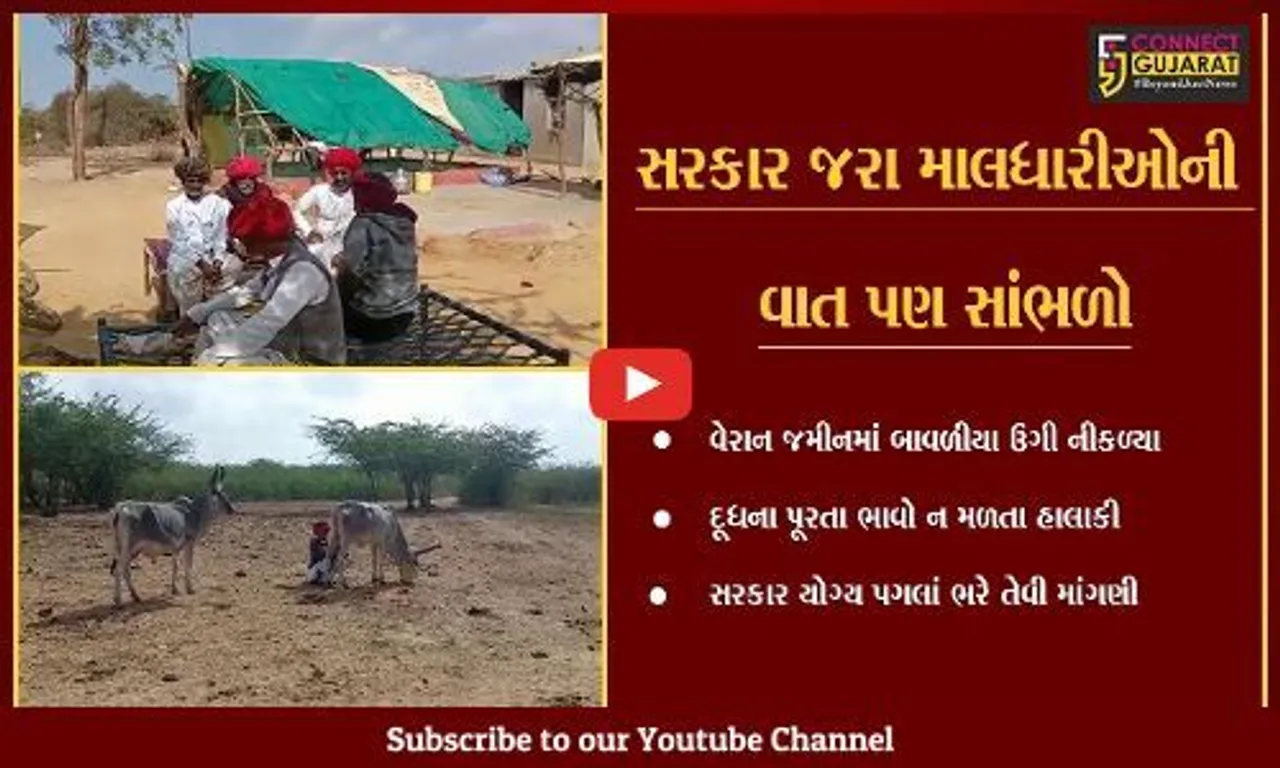 કચ્છ : ઘાસચારા વિના પશુઓ નથી આપતાં દુધ, કૈયારીના માલધારીઓ મુશ્કેલીમાં