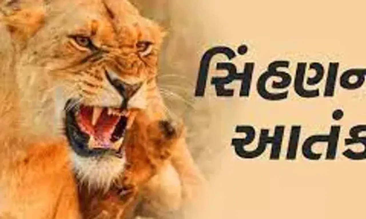 અમરેલી : રાજુલાના વાવેરા ગામે હિંસક બનેલી સિંહણે કર્યો 3 લોકો પર હુમલો, સ્થાનિકોમાં ભયનો માહોલ...