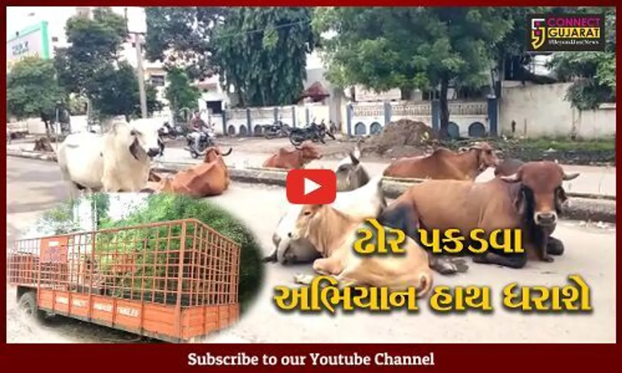 અંકલેશ્વર: GIDC વિસ્તારમાં રસ્તે રખડતા પશુના માલિકો સામે થશે કાર્યવાહી, તંત્ર દ્વારા અભિયાન શરૂ કરાશે