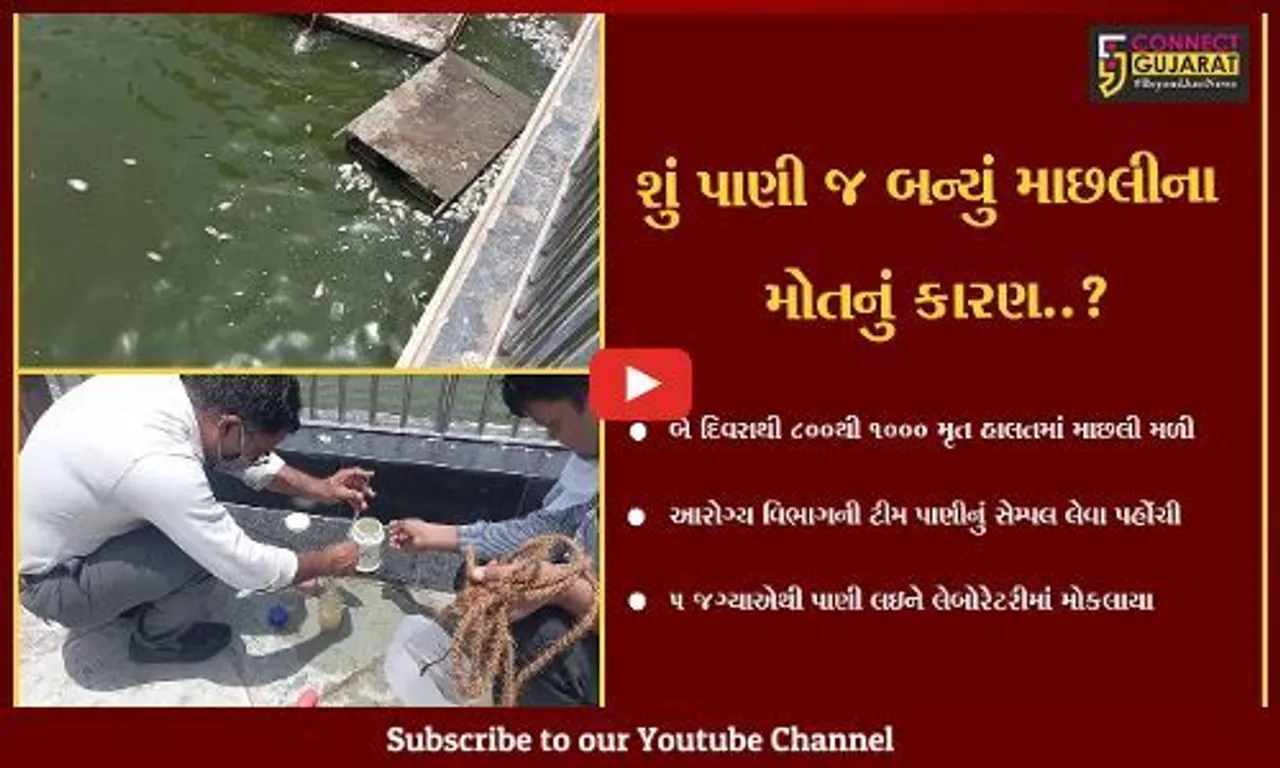 વડોદરા:  સૂરસાગર તળાવમાંથી અસંખ્ય માછલીઓના મૃતદેહો મળી આવ્યા બાદ તંત્ર એકશનમાં, પાણીના સેમ્પલ લેવાયાં