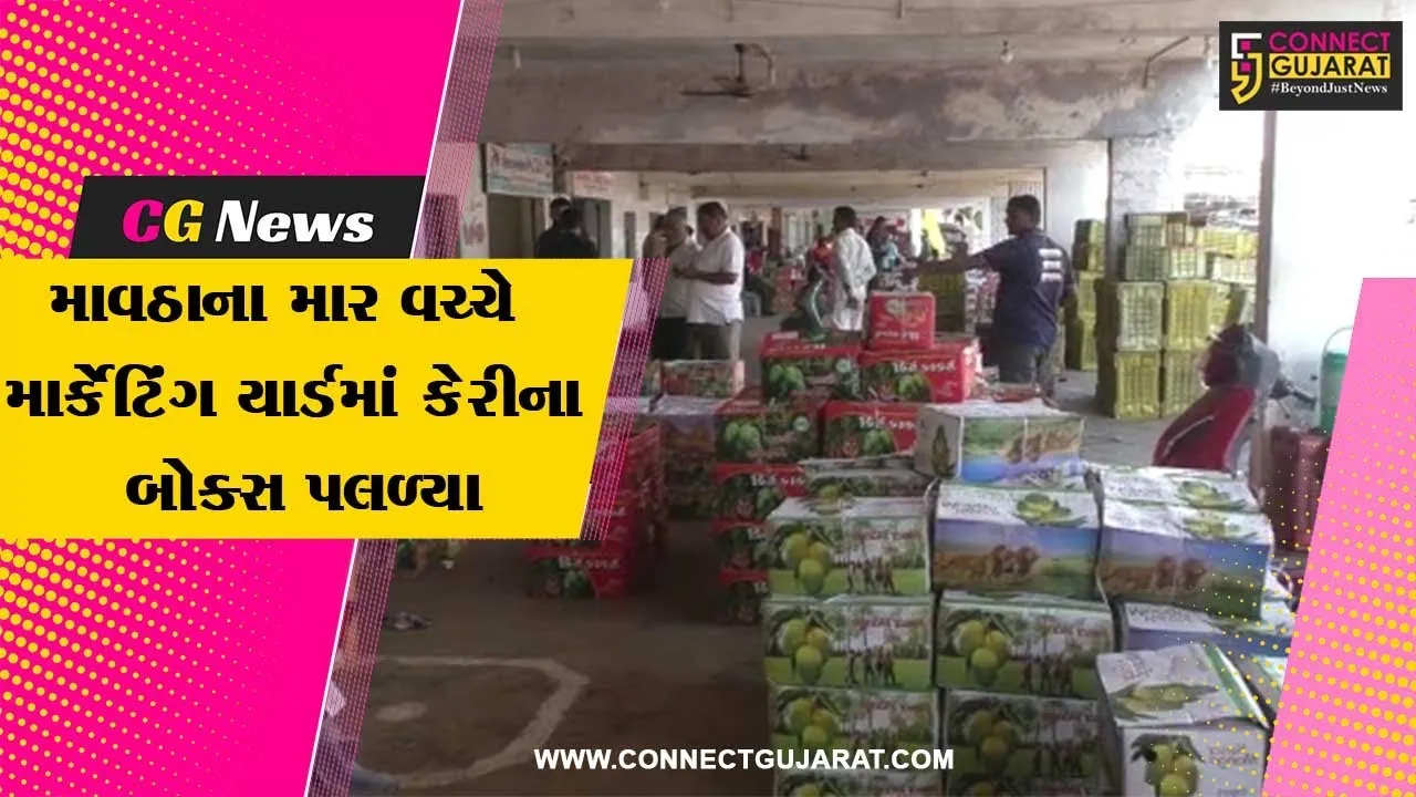 જુનાગઢ : માવઠાના માર વચ્ચે માર્કેટિંગ યાર્ડમાં કેરીના 15 હજાર બોક્સ પલળ્યા, ખેડૂતોની હાલત કફોડી..!