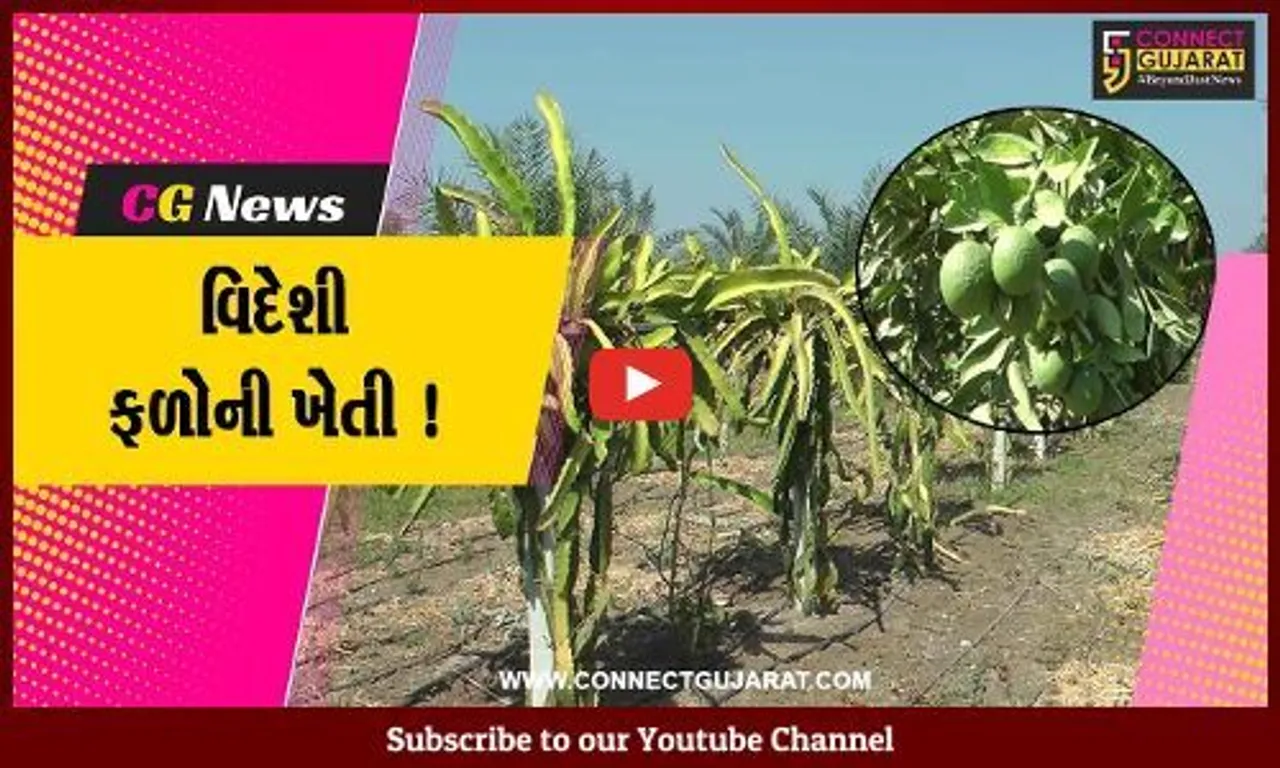 ભાવનગર: ખેડૂતો કરી વિદેશી ફળોની ખેતી, સારી ઉપજ મેળવી અન્યોને આપી રહ્યા છે પ્રોત્સાહન