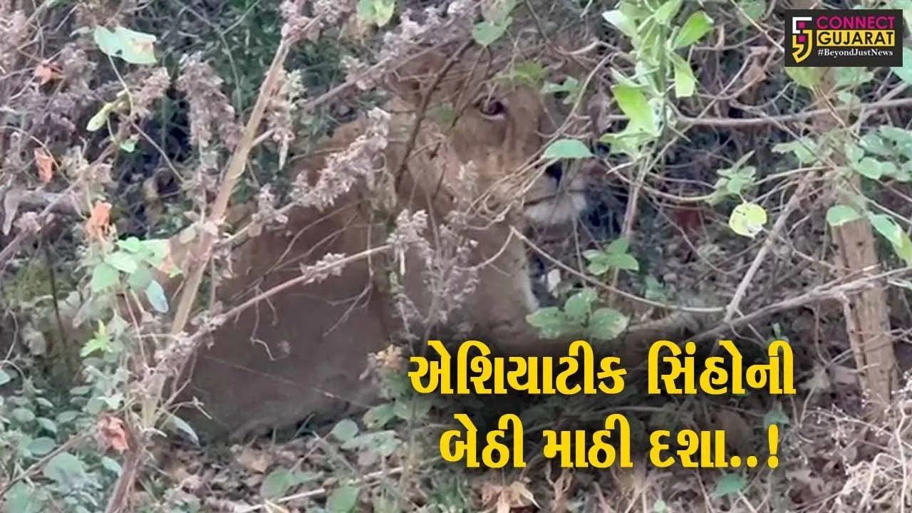 અમરેલી : ગુડ્સ ટ્રેનની અડફેટે વધુ એક સિંહણ ઇજાગ્રસ્ત, સિંહોની સુરક્ષામાં કચાસ રહેતા સિંહપ્રેમીઓમાં નારાજગી...