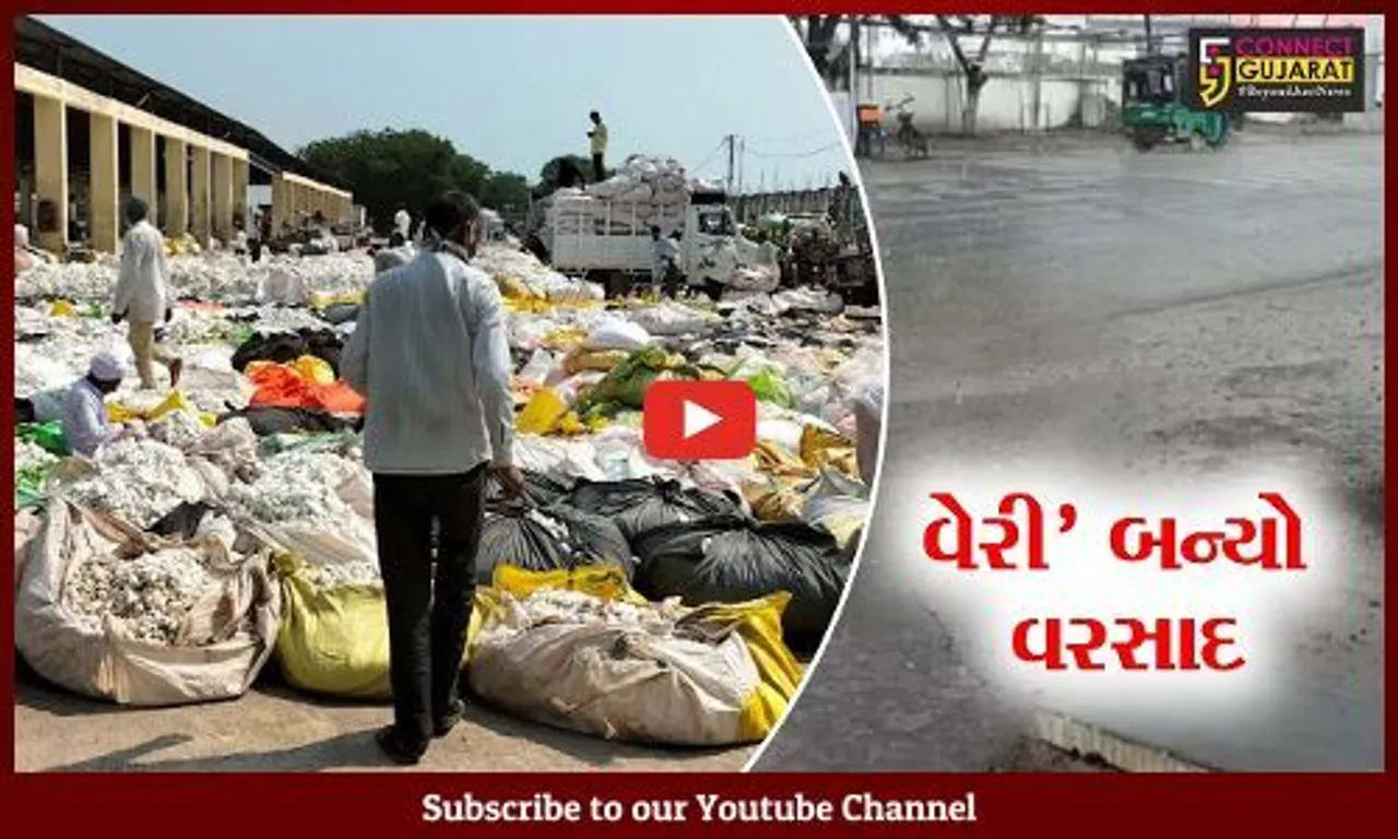 અમરેલી : બાબરા માર્કેટ યાર્ડમાં કપાસની પુષ્કળ આવક, પણ વરસાદે વધારી ખેડૂતોની ચિંતા..!