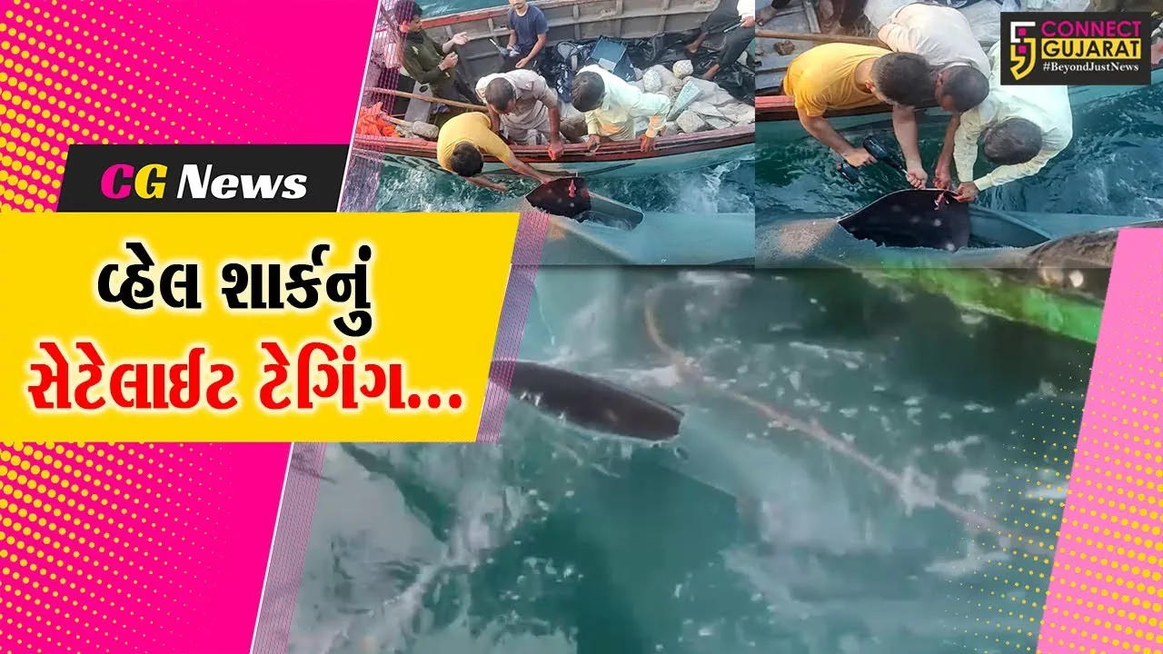દુનિયાની સૌથી મોટી માછલી ગણાતી વ્હેલ શાર્કની તમામ ગતિવિધિઓ પર રહેશે નજર, ગીર સોમનાથ વન વિભાગે કર્યું સેટેલાઈટ ટેગિંગ