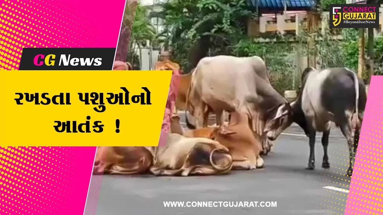 અરવલ્લી: મોડાસામાં રખડતા પશુઓનો આતંક,તંત્રની કામગીરી સામે લોકોમાં રોષ
