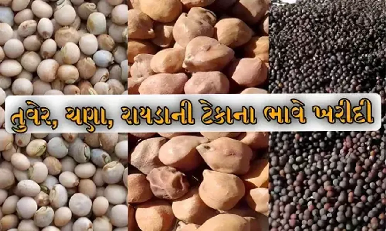 રાજ્ય સરકાર 18 માર્ચથી ટેકાના ભાવે તુવેર, ચણા અને રાયડાની ખરીદી કરશે, 437 કેન્દ્રો નક્કી કરાયા