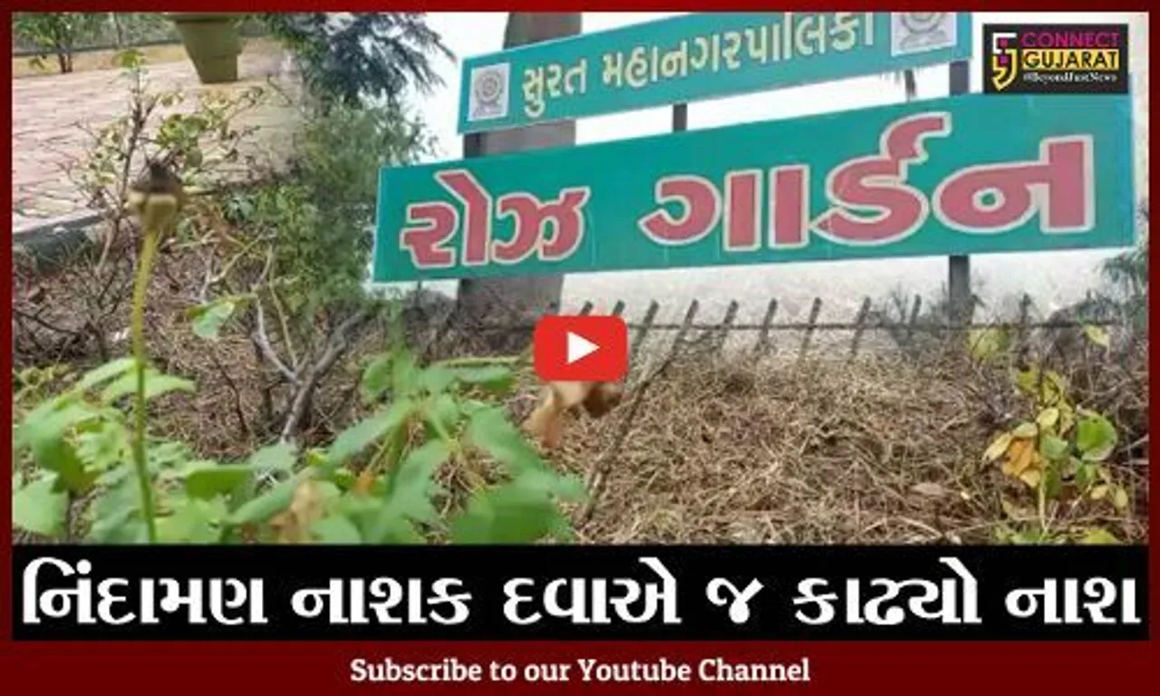 સુરત : રોઝ ગાર્ડનમાં જ થયો ગુલાબના છોડોનો નાશ, પ્રકૃતિપ્રેમીઓમાં નારાજગી
