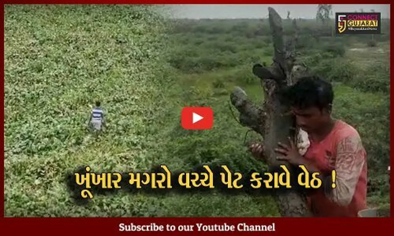 ભરૂચ: મગરોની રાજધાની ઢાઢર નદીમાં શ્રમજીવીઓ જીવના જોખમે લાકડા વીણવા માટે મજબુર,જુઓ દ્રશ્યો