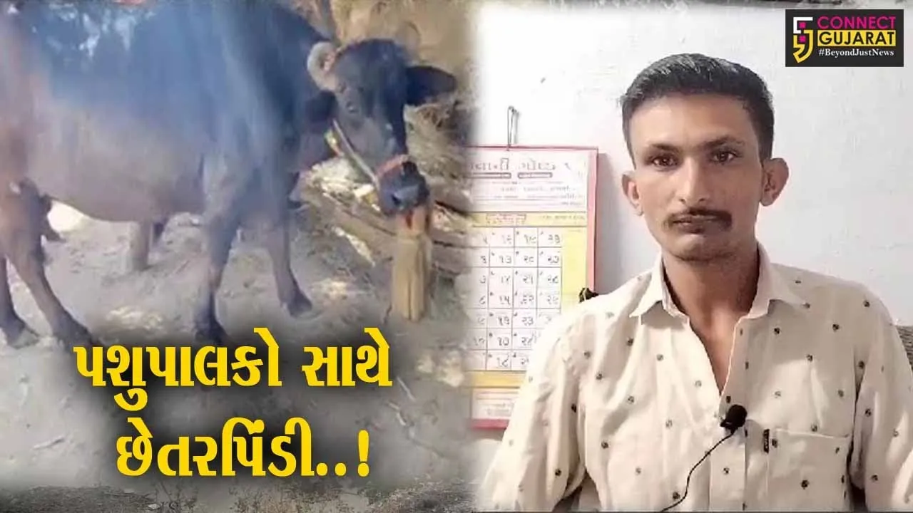 પાટણ : ખેડૂતો-પશુપાલકો પાસેથી પશુ ખરીદી કરી છેતરપિંડી કરતી ટોળકી સક્રિય બની...