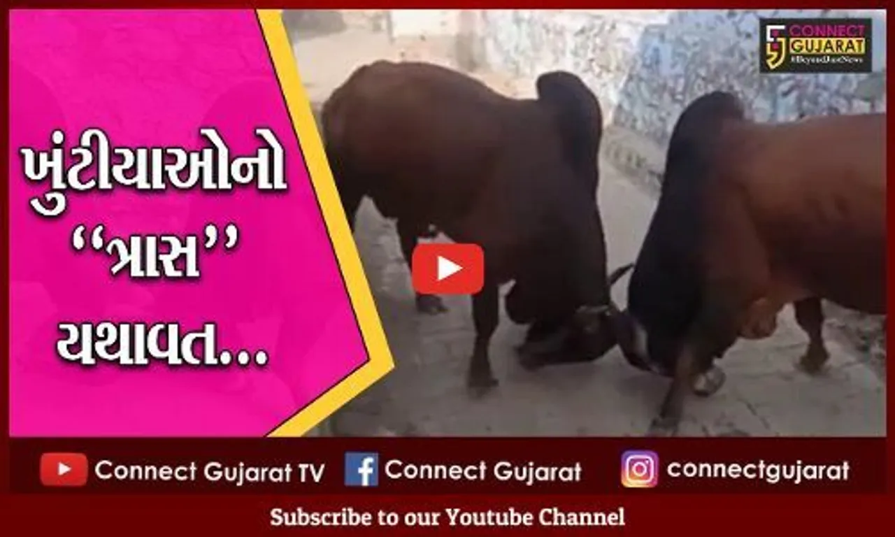 અમરેલી : બાબરાના બજારમાં બાખડ્યા 2 આખલા, સાંકડી ગલીમાં યુદ્ધે ચઢતા લોકોને હાલાકી...