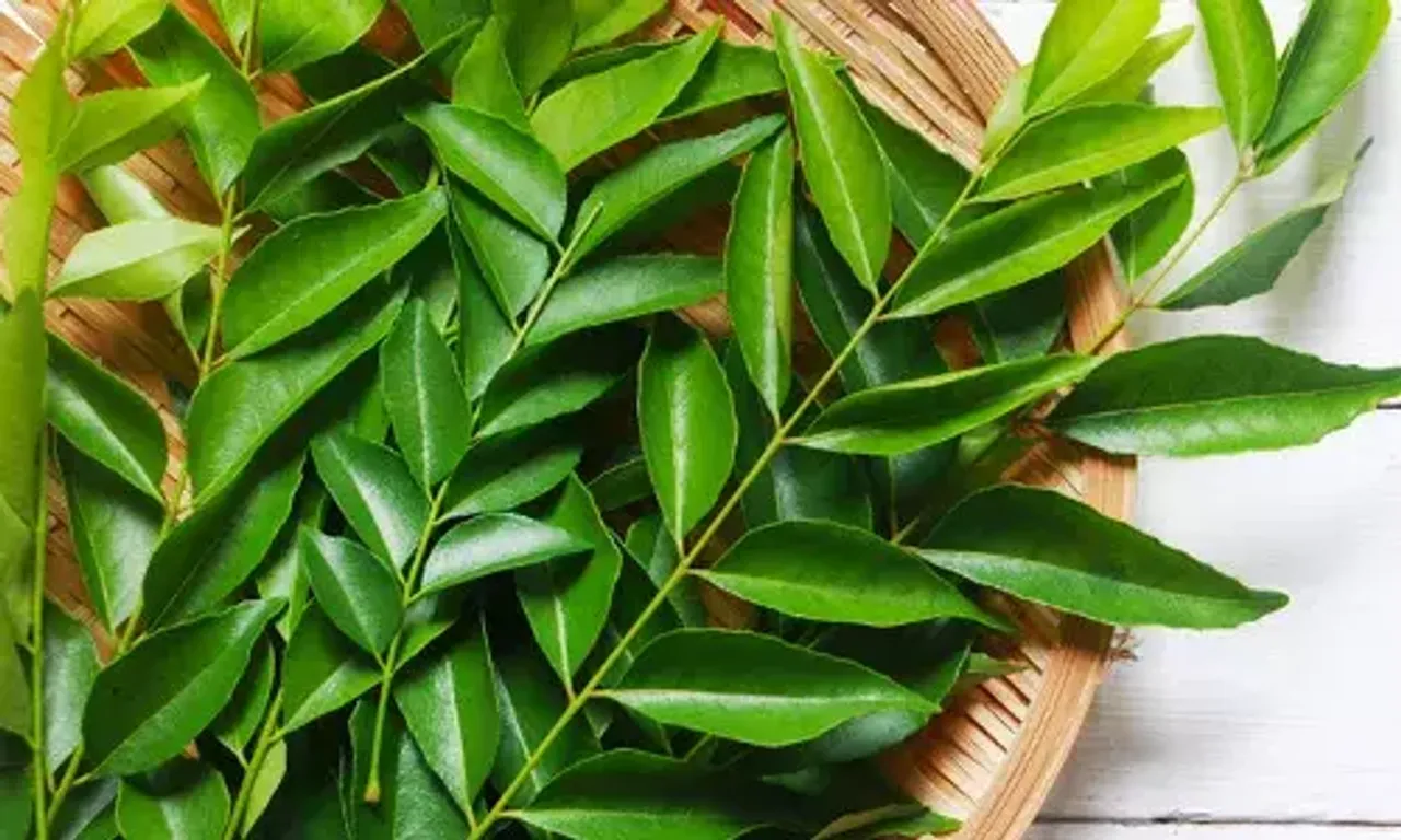 આ પાનનો રસ પીવાથી પેટની ચરબી થઈ જશે ગાયબ, વજન ઘટાડવું થઈ જશે એકદમ સરળ....