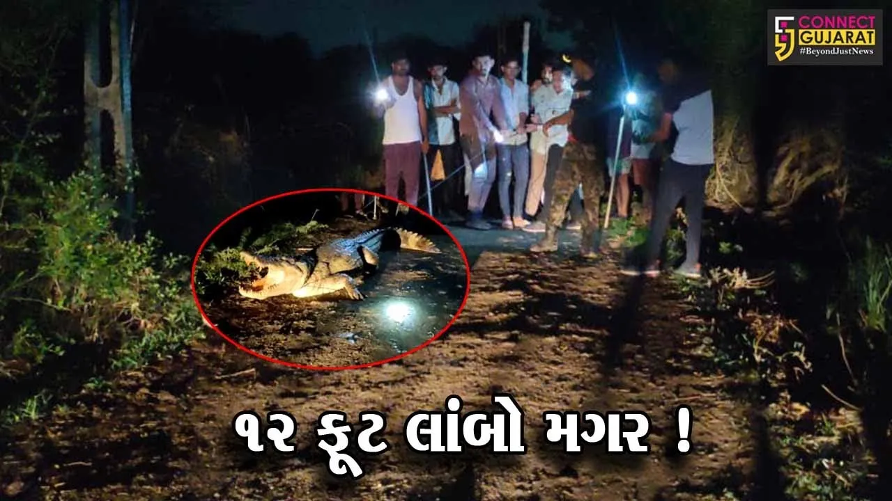 વડોદરા: સુખલીપુરાગામમાંથી 12 ફૂટના મહાકાય મગરનું કરાયુ રેસ્ક્યૂ