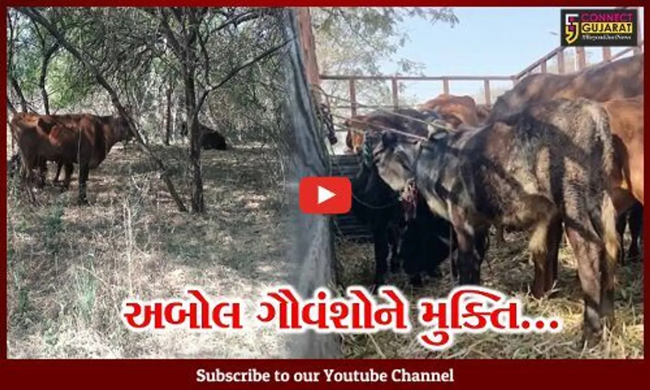 અંકલેશ્વર : ગૌવંશ ભરેલા વાહનને અગ્નિવીર પ્રાણીન ફાઉન્ડેશન અને પોલીસે ઝડપી પાડ્યું...