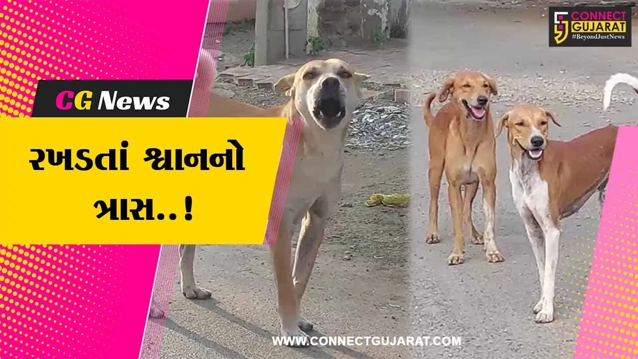 ભાવનગર : છેલ્લા 6 મહિનામાં શ્વાન કરડવાના 15,197 કેસ નોંધાયા, ચોંકાવનારો આંકડો સામે આવતા મનપાની કામગીરી ઉપર સવાલ...