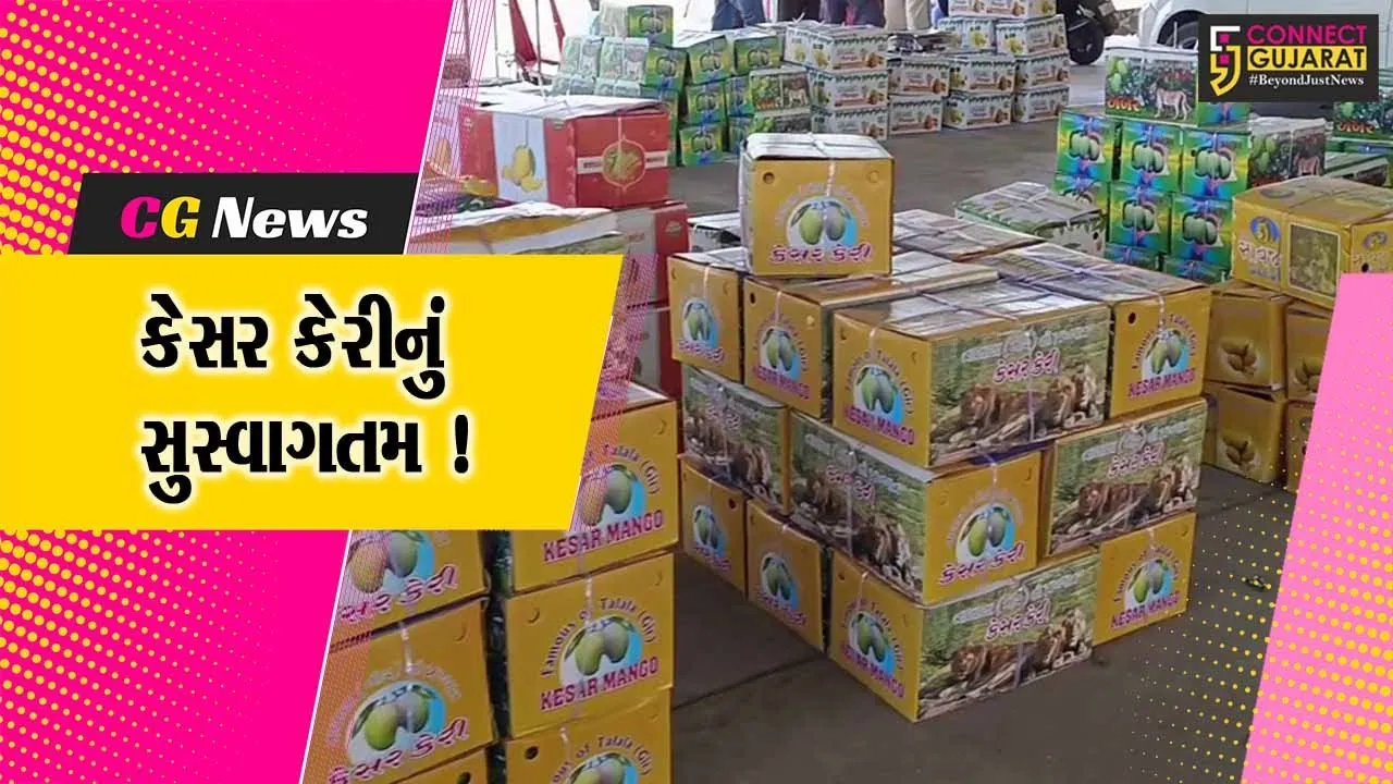 ગીરસોમનાથ: તલાલામાં કેસર કેરીનું કરાયુ મુર્હુત, આટલા રૂપિયામાં થયો પહેલો સોદો