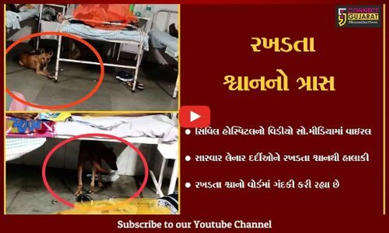 સુરત : તંત્રની બેદરકારી સામે આવી, શ્વાન સિવિલ હોસ્પિટલના વોર્ડની અંદર રખડતા દેખાયા