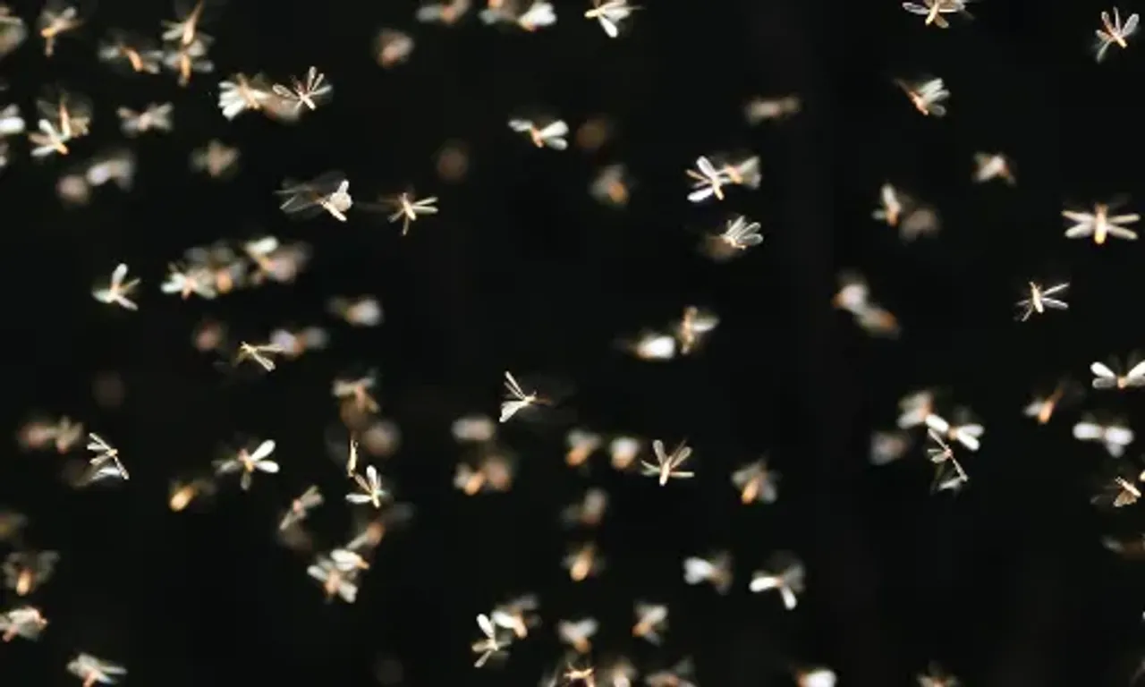 વરસાદી સિઝનમાં ઘરમાં જીવડા આવી જાય છે, અપનાવો આ સરળ 5 ટિપ્સ, ફટાફટ ભાગી જશે તમામ જીવડાઓ.......