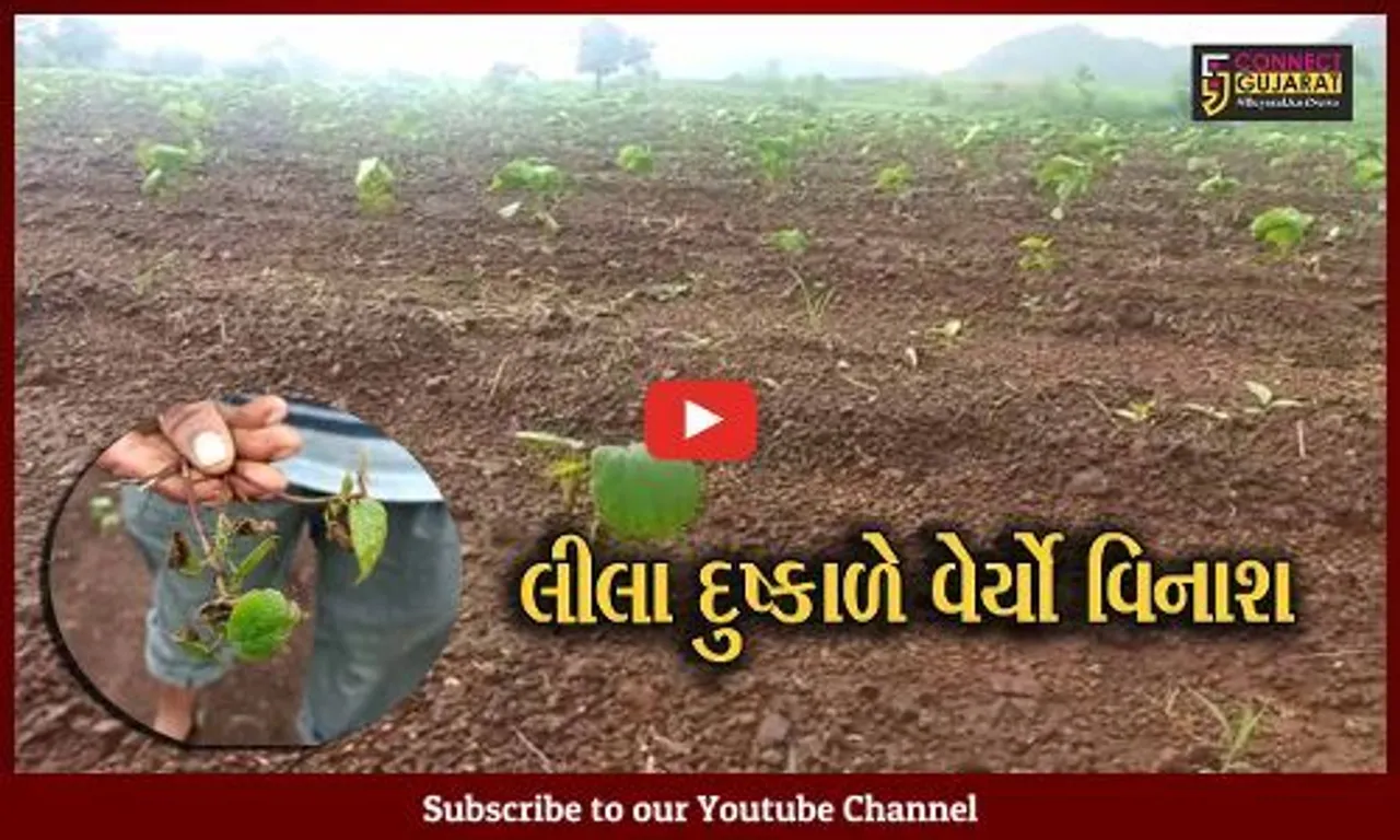 અમરેલી: 15 દિવસથી સતત પડી રહેલા વરસાદના લીધે ખેડૂતોની પરસેવાની "કમાણી પાણી"માં, કપાસનો પાક નષ્ટ થવાના આરે