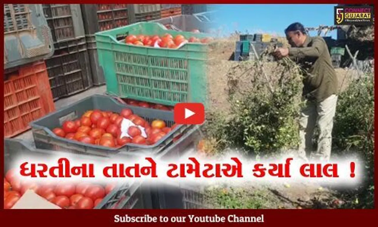 અમરેલી: ખેડૂતો પાસેથી વેપારીઓ માત્ર 2 રૂપિયાના ભાવે કિલો ટામેટા લઈ રહ્યા છે, તમને કેટલામાં મળે છે?