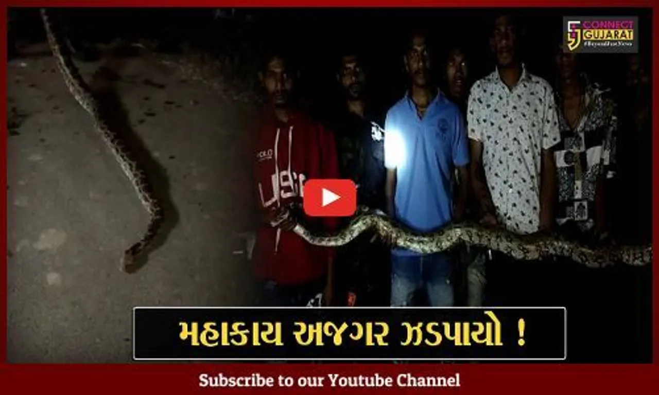 અંકલેશ્વર: જૂની દીવી ગામમાંથી મહાકાય અજગર પકડાયો, ગ્રામજનોએ લીધો રાહતનો શ્વાસ
