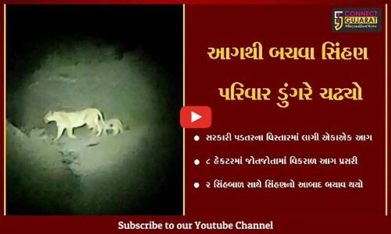 અમરેલી : માણાવાવ ગામમાં 8 હેક્ટરમાં આગ બેકાબૂ બની, સિંહણ અને 2 બાળસિંહોનો આબાદ બચાવ
