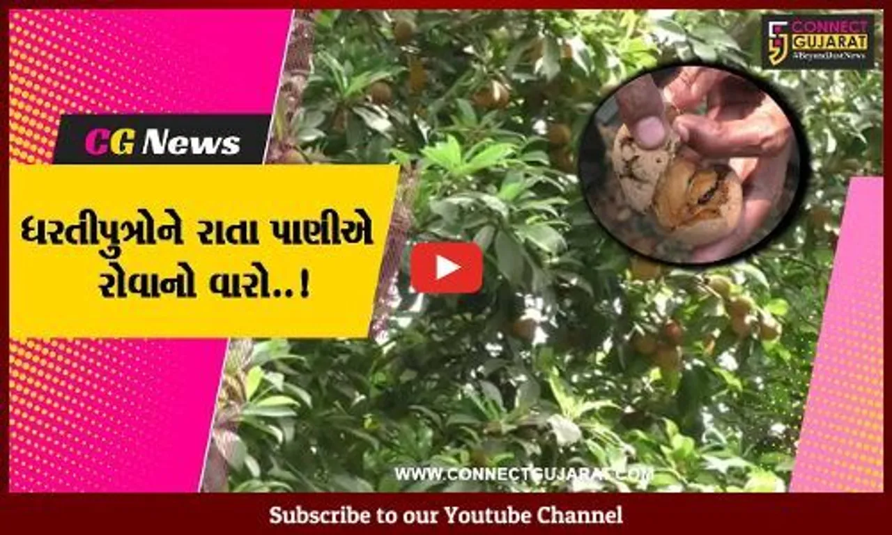 નવસારી : અમલસાડી ચીકુના સ્વાદ રસિયાઓને માવઠાએ આપ્યા માઠા સમાચાર..!