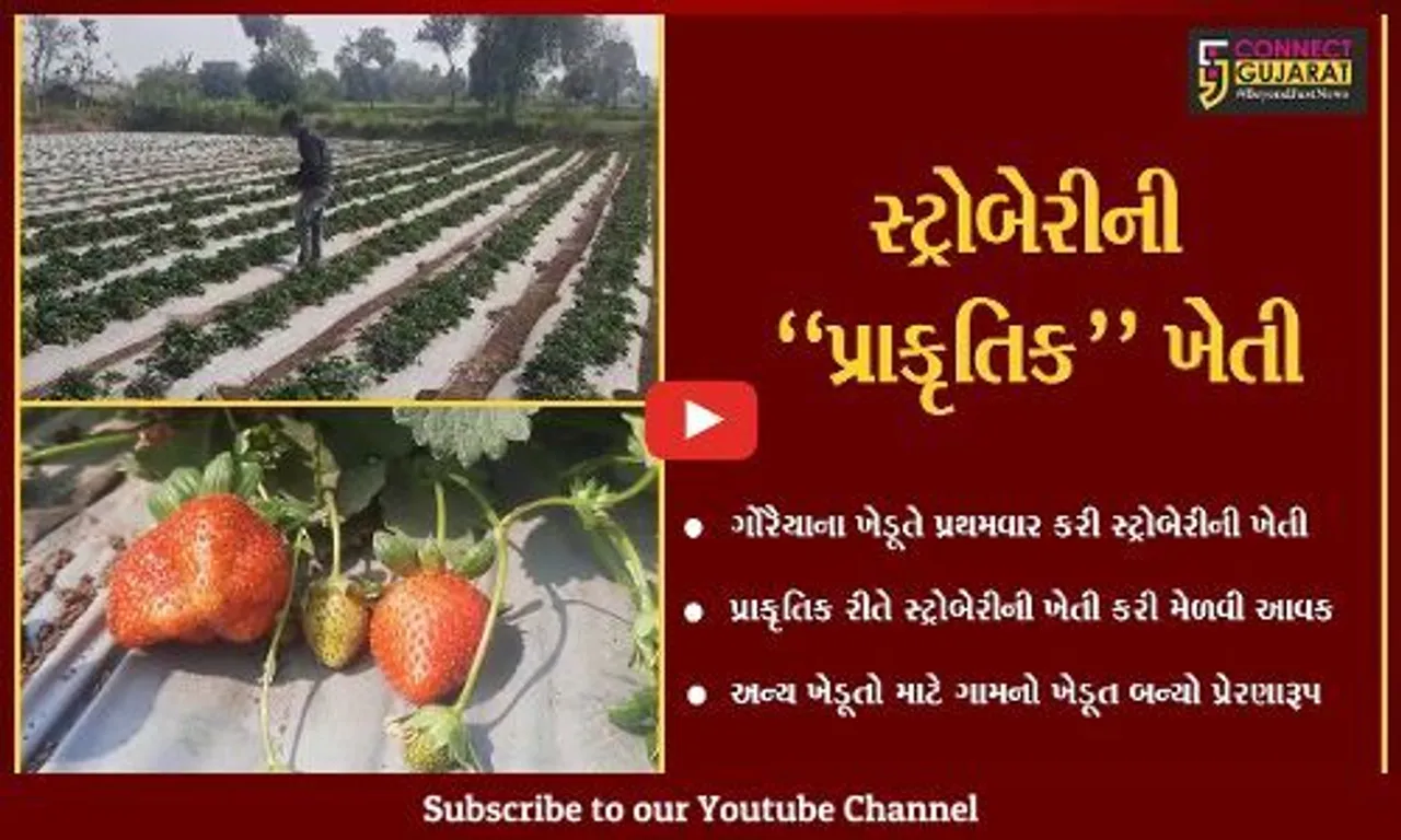 તાપી : પ્રથમવાર ગોરૈયાના ખેડૂતે કરી મહાબળેશ્વરની સ્ટ્રોબેરીની ખેતી, અન્ય ખેડૂતો માટે પ્રેરણારૂપ...