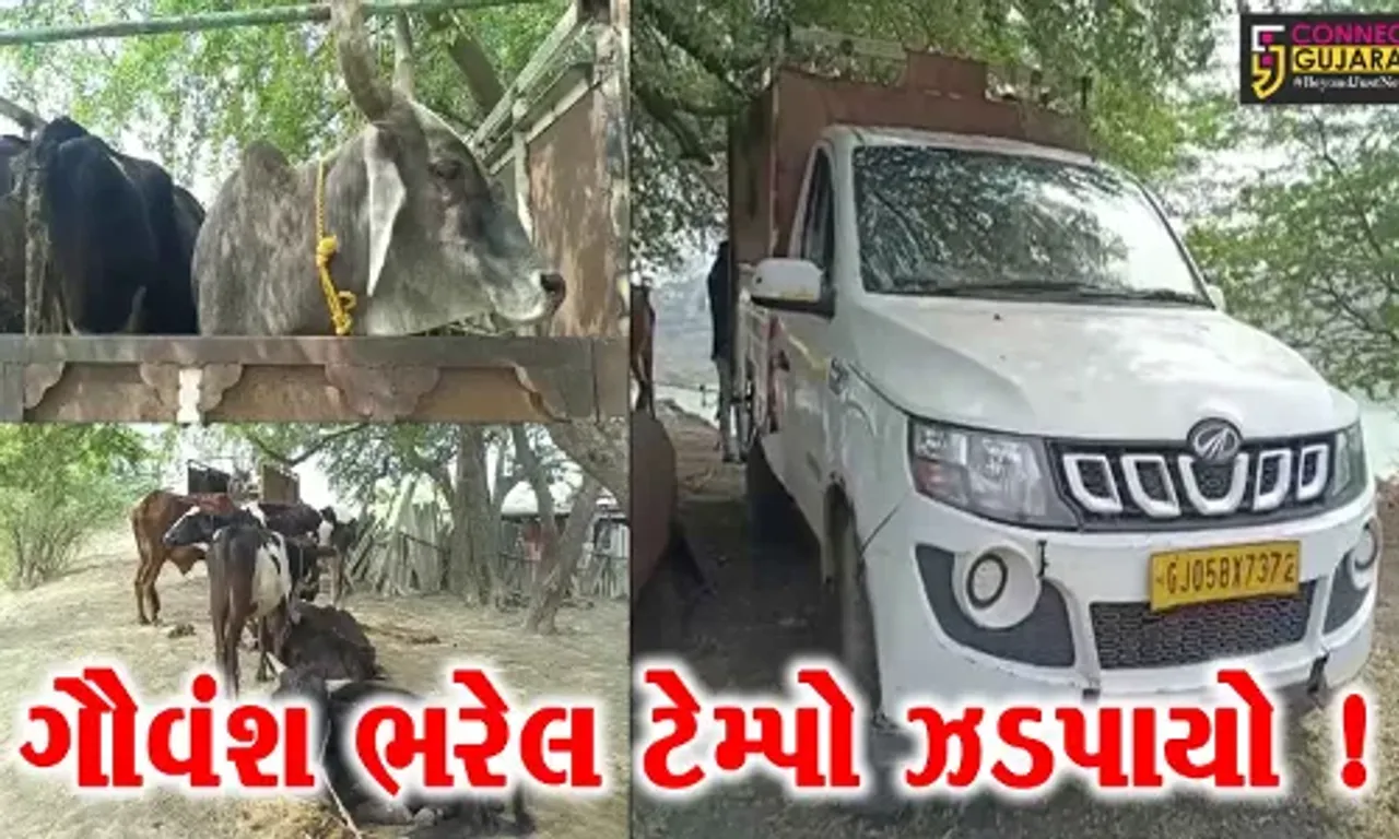 અંકલેશ્વર: પાનોલી નજીકથી 16 ગૌવંશ ભરેલ ટેમ્પો પોલીસે ઝડપી પાડી કાયદેસરની કાર્યવાહી હાથ ધરી