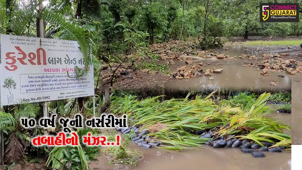 પર્યાવરણનું પિયર ગણાતી ગીર સોમનાથની કુરેશી નર્સરીમાં પૂરનો પ્રકોપ, લાખો વૃક્ષો અને રોપા થયા નષ્ટ..!