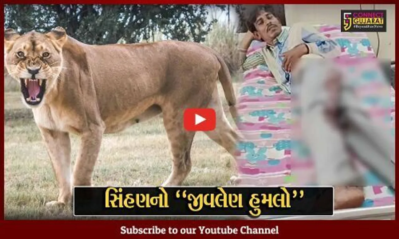 અમરેલી : ૩ સિંહબાળ સાથે સિંહણે કર્યો યુવક પર હુમલો, જુઓ કેવી રીતે યુવકે બચાવ્યો પોતાનો જીવ..!