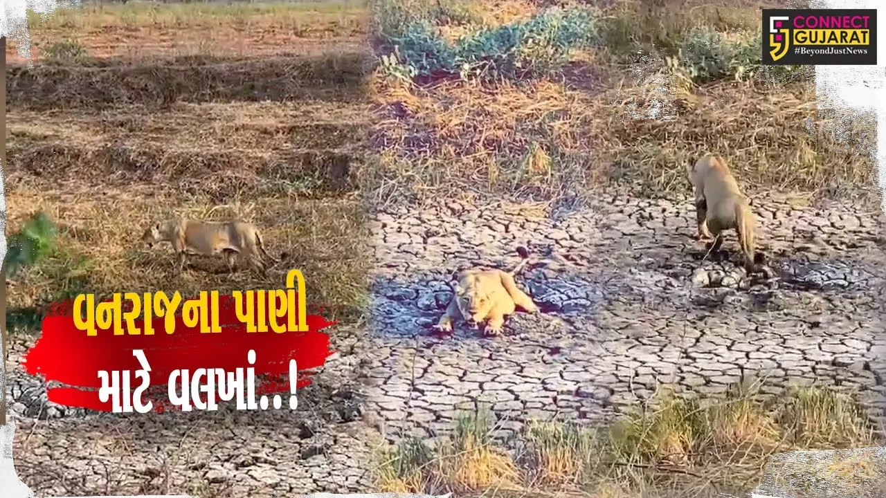 અમરેલી : કાળઝાળ ગરમીમાં પાણીથી વંચિત વનરાજના વલખાં, દયનીય વિડિયો સામે આવતા સિંહપ્રેમીઓમાં નારાજગી..