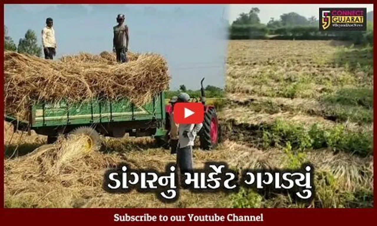 નવસારી : સરકારની ખેડૂત વિરોધી નીતિથી ડાંગર પકવતા ધરતીપુત્રોમાં નિરાશા..!