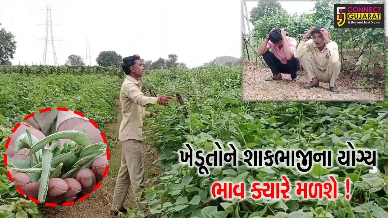 સાબરકાંઠા: વડાલી તાલુકામાં મોટા પ્રમાણમાં લીલા શાકભાજીનું વાવેતર,યોગ્ય ભાવ ન મળતા ખેડૂતોમાં નારાજગી