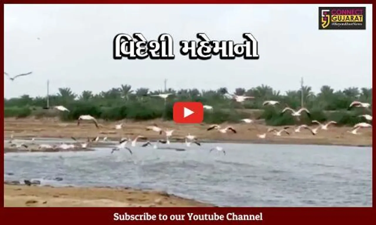 કચ્છ : રાપરના તળાવમાં સુરખાબ પક્ષીઓનું આગમન, સાઇબીરીયાથી આવે છે પક્ષીઓ