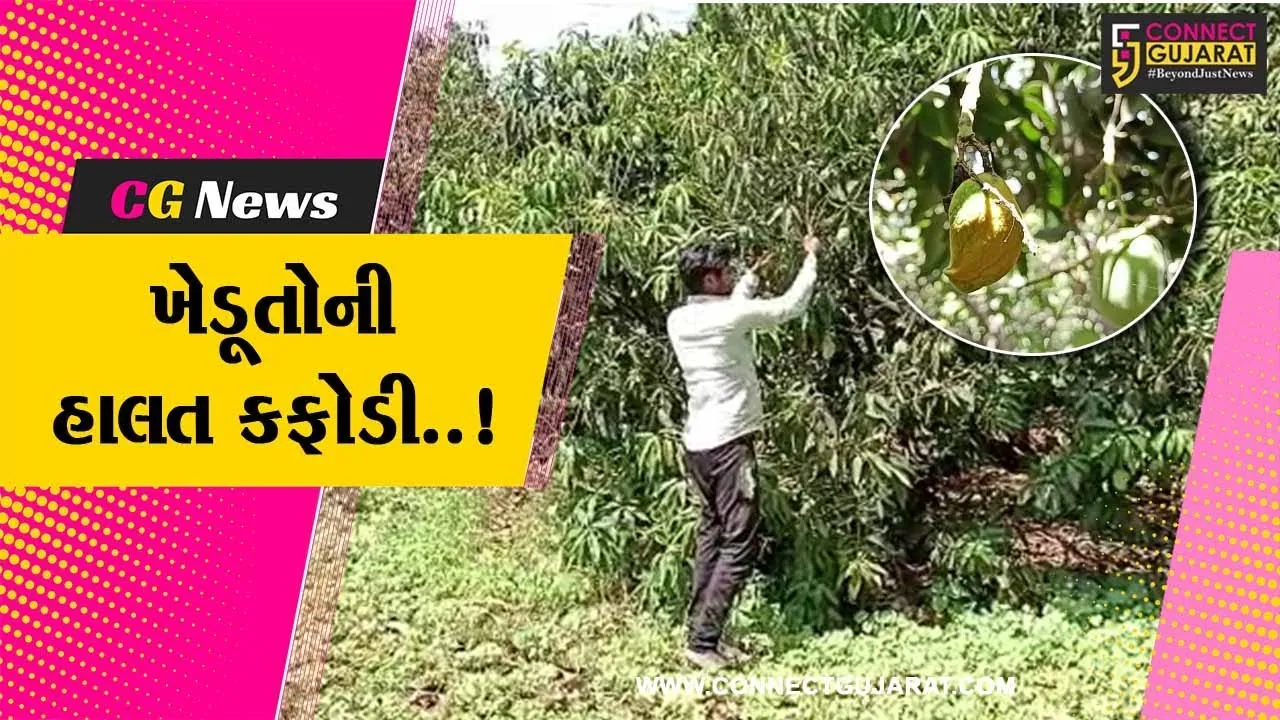 વડોદરા : અસહ્ય ગરમીના કારણે આંબા પરથી કાચી કેરીઓ ખરી પડી, ખેડૂતોમાં નિરાશા..!