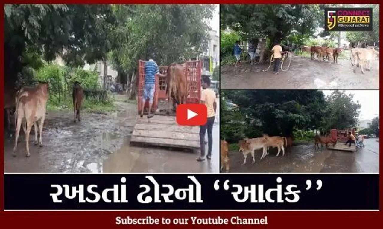 ભરૂચ : રખડતાં પશુઓનો મુખ્યમાર્ગો પર અડિંગો, કામધેનુ ગૌરક્ષા સમિતિને સોંપાઈ ઢોર પકડવાની કામગીરી