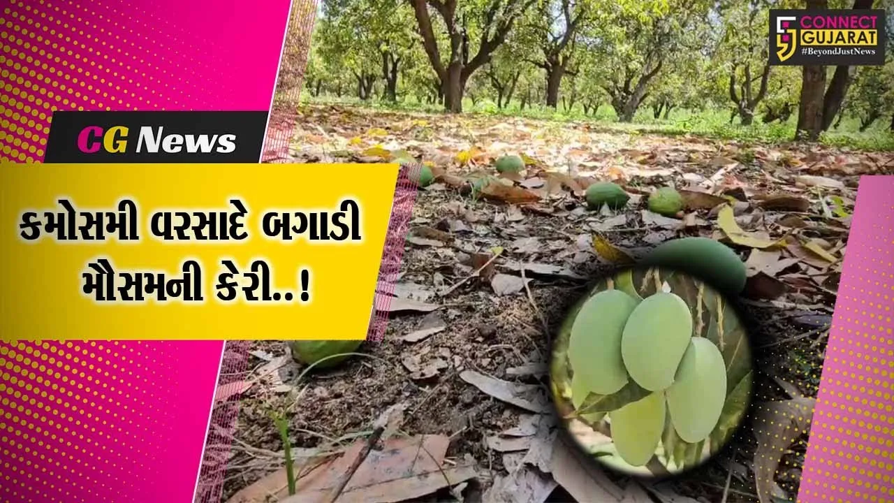 કચ્છ : કમોસમી વરસાદના કારણે કેરીના પાકને મોટું નુકશાન, ખેડૂતો ચિંતામાં મુકાયા...