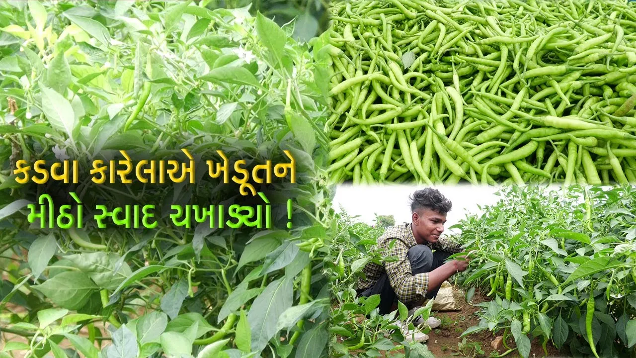 અરવલ્લી: પ્રગતિશીલ ખેડૂતે પરંપરાગત ખેતી છોડી કારેલા અને મરચાની ખેતી કરી,મબલખ ઉત્પાદન મેળવ્યુ