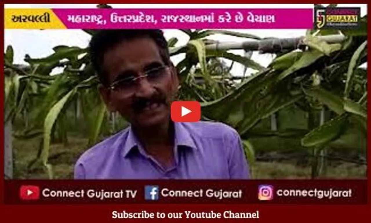 અરવલ્લી : ડ્રેગન ફ્રુટની ખેતીથી ખેડૂતે કરી કરોડોની કમાણી, દેશભરમાં કમલમ ફ્રૂટનું ધૂમ વેચાણ