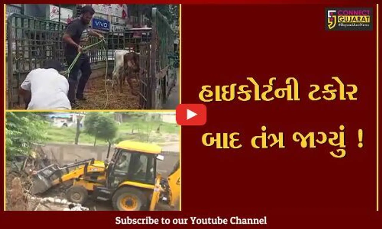 સુરત: હાઇકોર્ટની ટકોર બાદ મહાનગરપાલિકા દ્વારા 300 થી વધુ ઢોરોને પકડી પાડવામાં આવ્યા