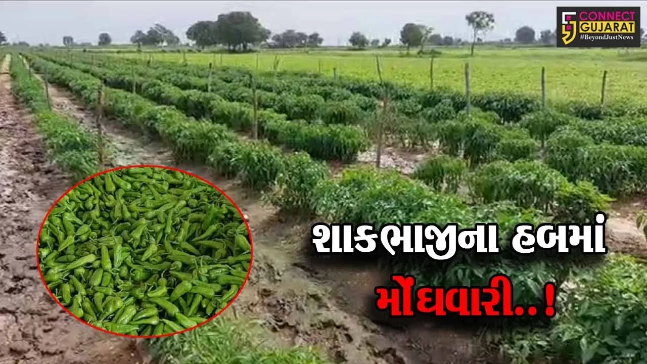 સાબરકાંઠા : ટાંમેટા, કારેલા, મરચાંના ભાવ વધારે મળતા ખેડૂતો ખુશખુશાલ, ગૃહિણીઓનું બજેટ ખોરવાયું..!