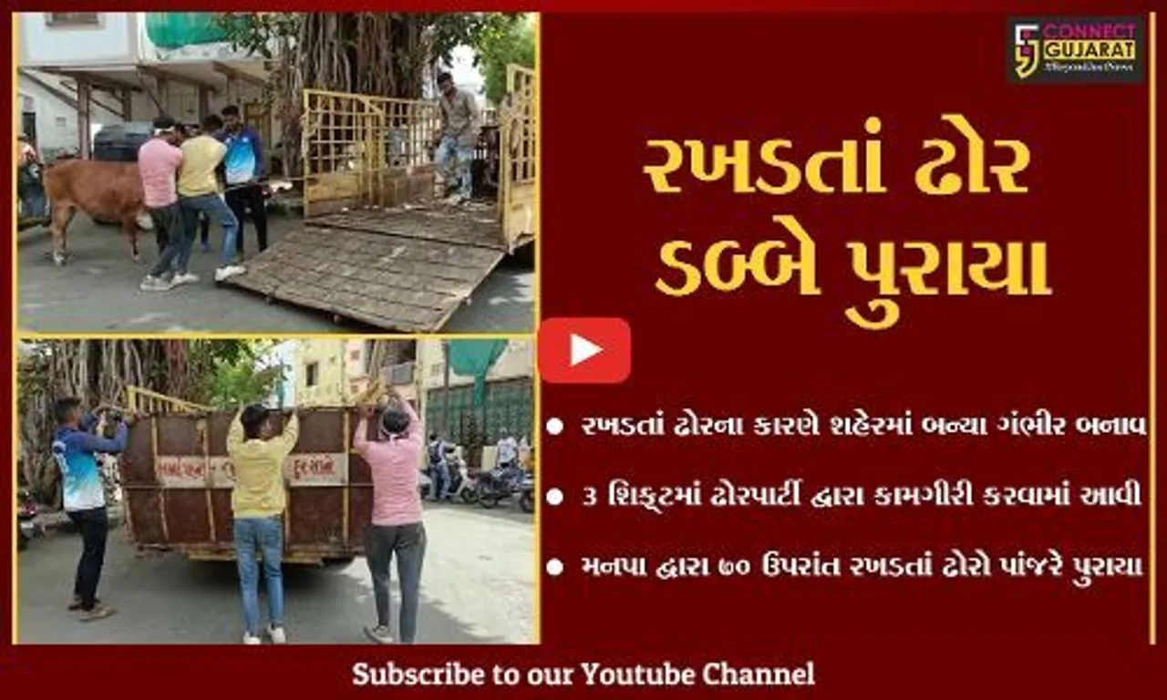 વડોદરા : રખડતાં ઢોરના કારણે ઉપરાછાપરી અકસ્માતો બાદ મનપા હરકતમાં આવી, 70થી વધુ ઢોરોને પકડ્યા...