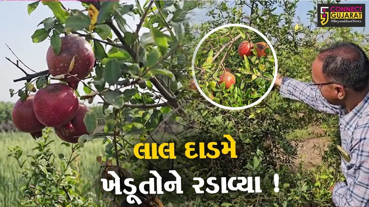 સાબરકાંઠા: 50 હજારના ખર્ચમાં લાખોની કમાણી કરી આપતા આ ફળે ખેડૂતોને ચિંતામાં મૂક્યા, જુઓ શુ છે કારણ